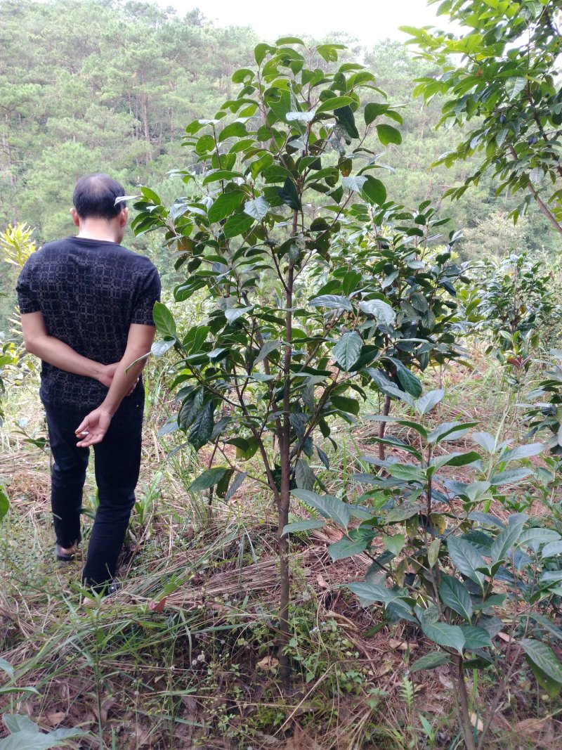 大果红花油茶4一5年苗