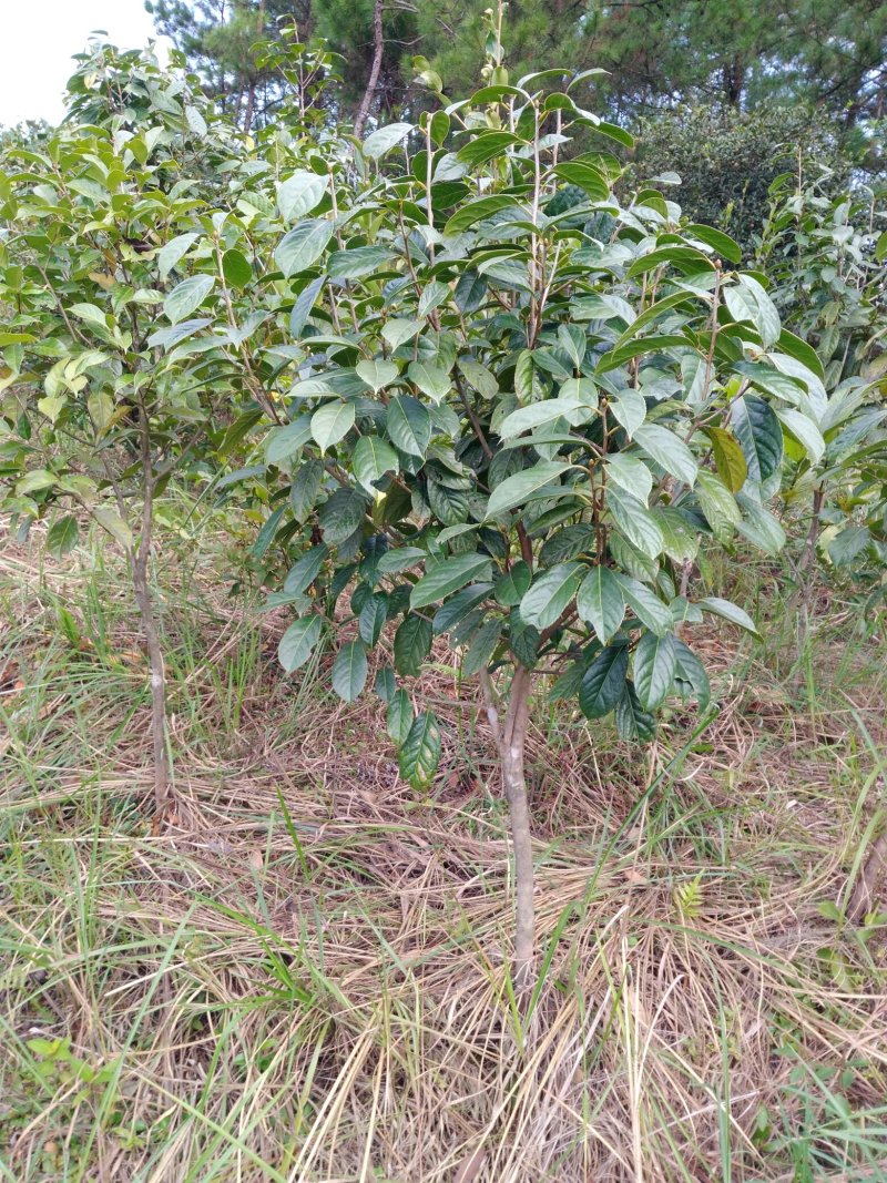 大果红花油茶4一5年苗
