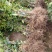 大果红花油茶4一5年苗