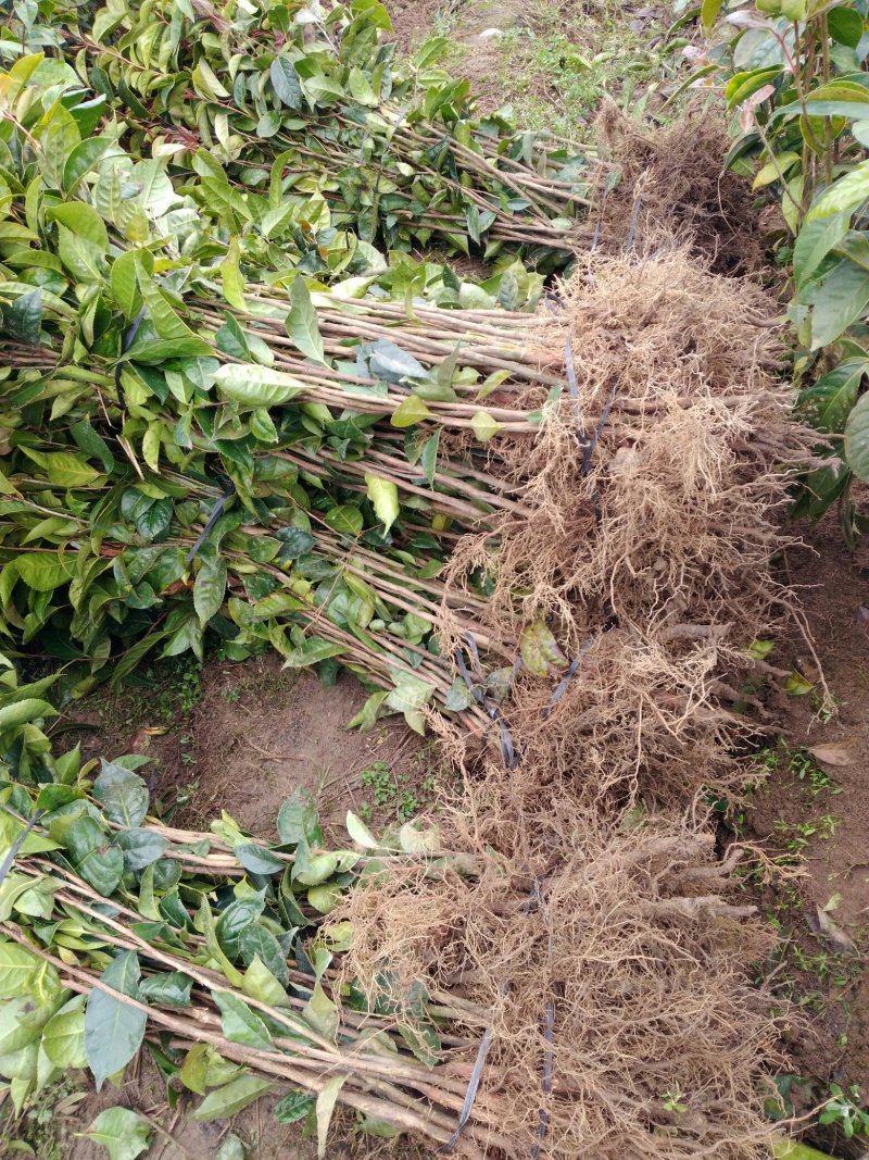 大果红花油茶4一5年苗