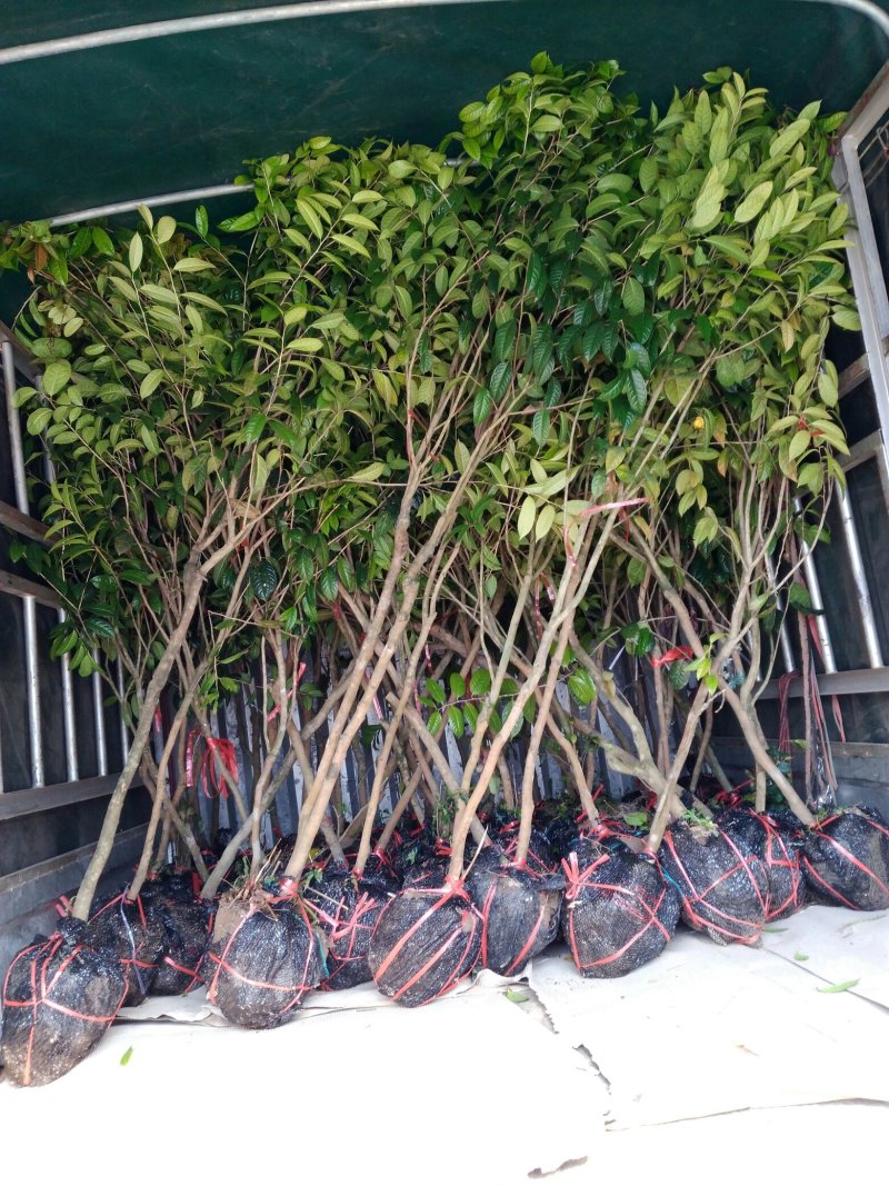 大果红花油茶4一5年苗