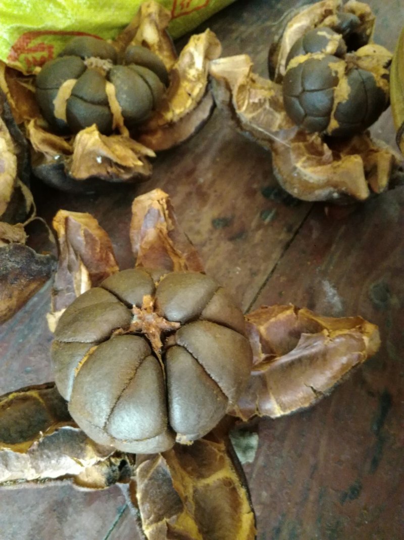 大果红花油茶4一5年苗