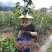 大果红花油茶4一5年苗