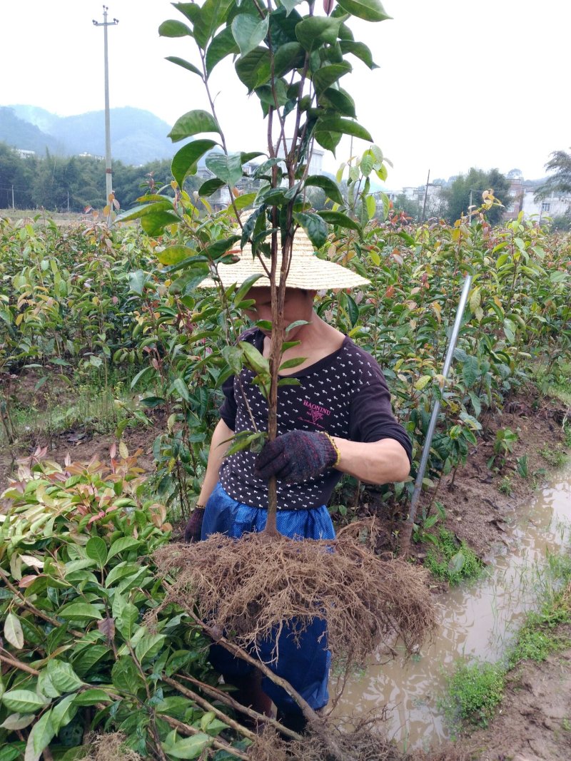 大果红花油茶4一5年苗