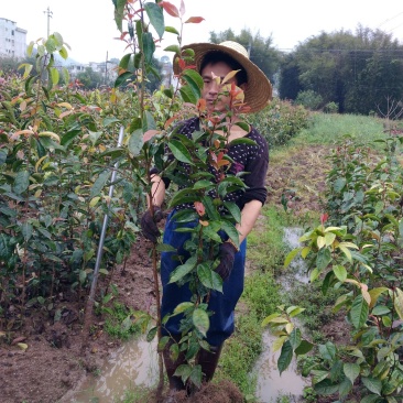 大果红花油茶4一5年苗