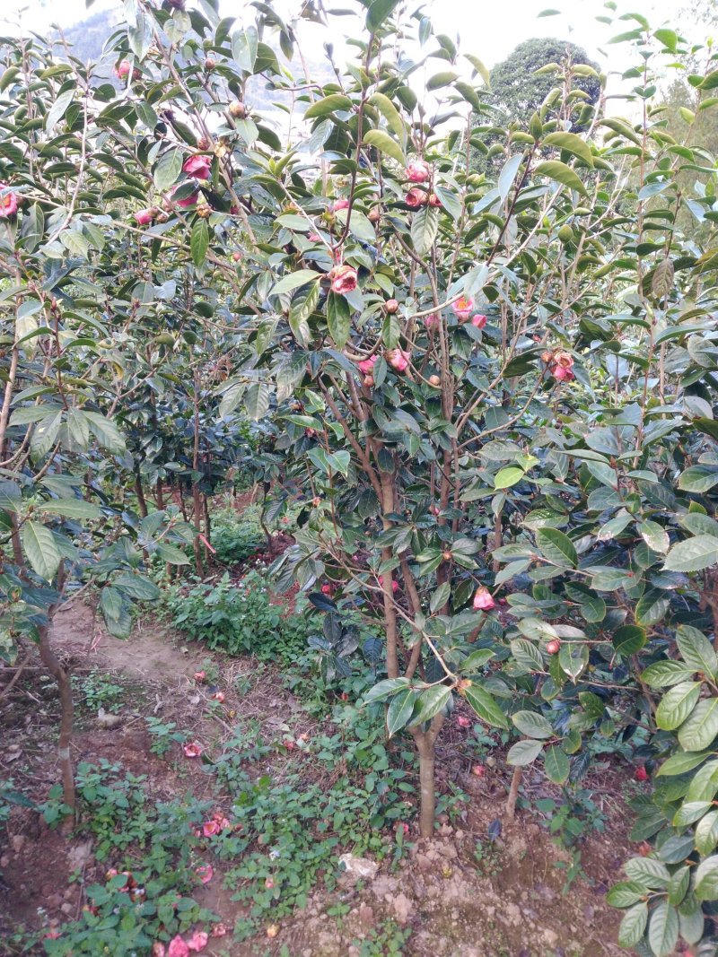 大果红花油茶4一5年苗