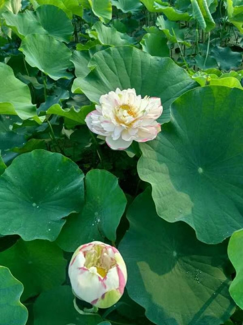 荷花，深水红莲，精品荷花