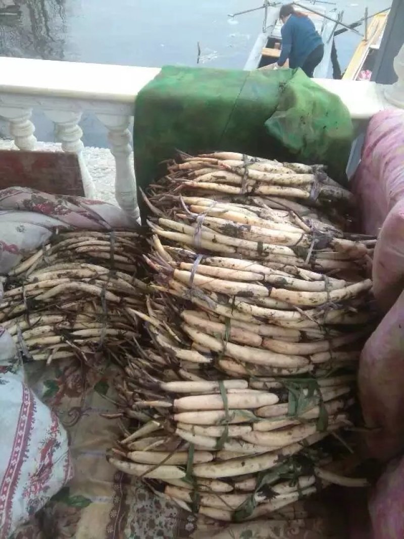 荷花，深水红莲，精品荷花