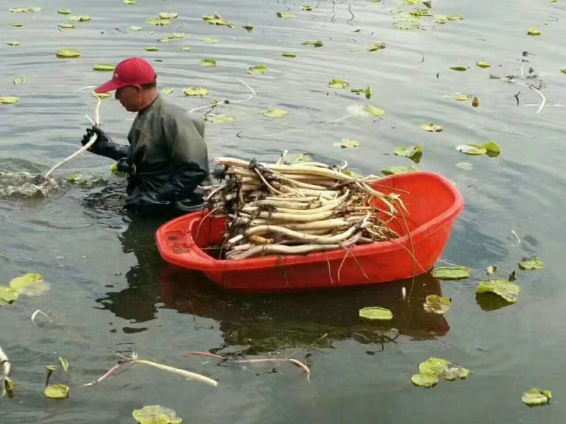 荷花，深水红莲，精品荷花