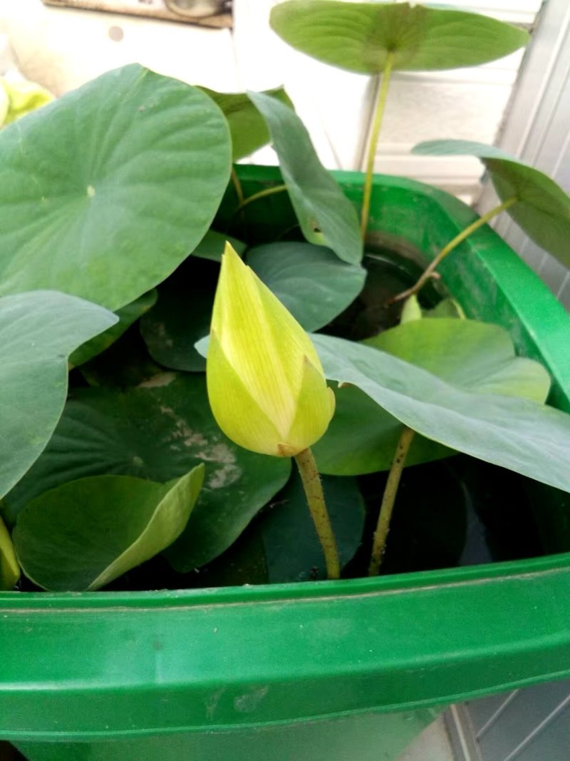 荷花，深水红莲，精品荷花