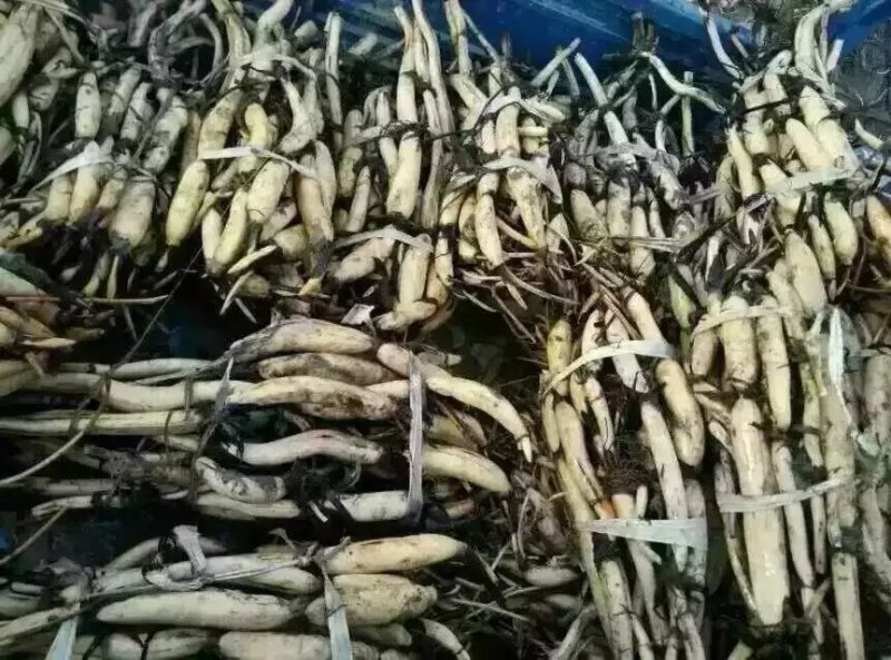 荷花，深水红莲，精品荷花