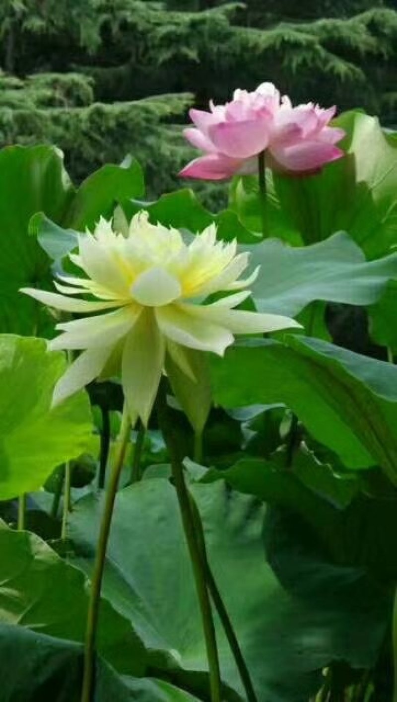 荷花，深水红莲，精品荷花