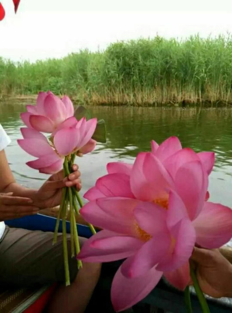 荷花，深水红莲，精品荷花