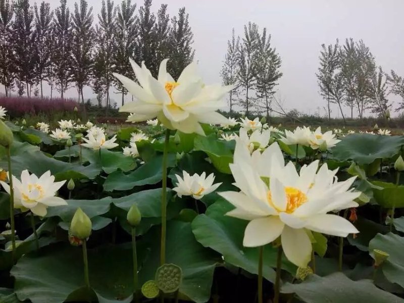 白荷花