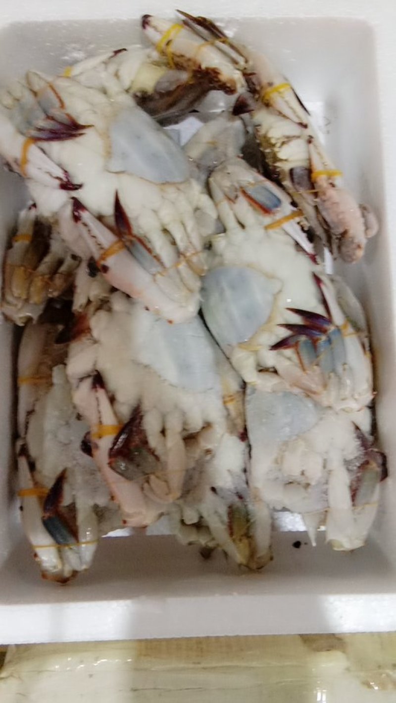 梭子蟹螃蟹海鲜特大梭子蟹海鲜