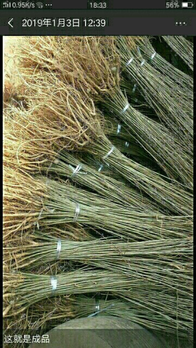 紫惠槐，紫惠槐袋苗各种规格现在大量出售。