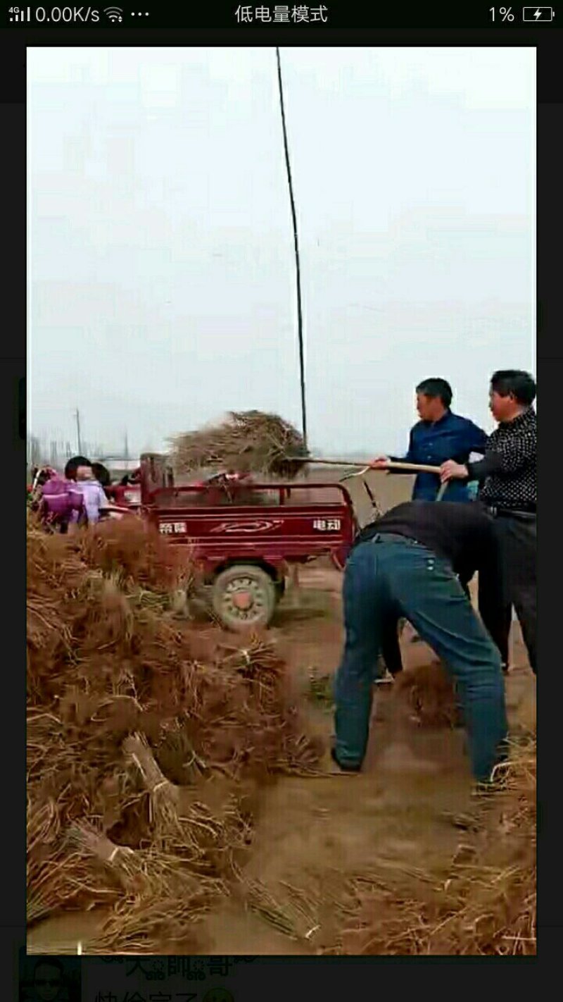 紫惠槐，紫惠槐袋苗各种规格现在大量出售。