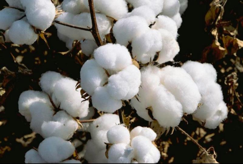 棉花活力素控，旺根多枝多桃多保花保铃不落增产