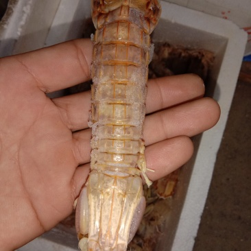 冻皮皮虾冻皮皮虾冻皮皮虾