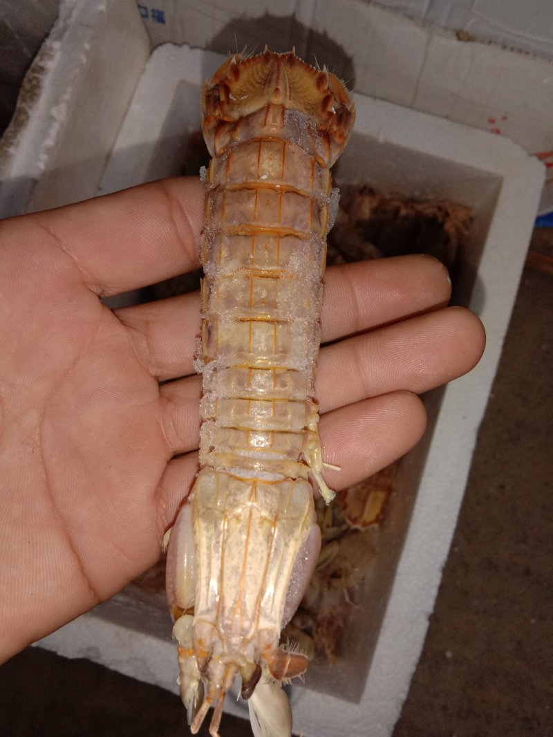 冻皮皮虾冻皮皮虾冻皮皮虾