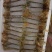 速冻皮皮虾冻皮皮虾冻皮皮虾