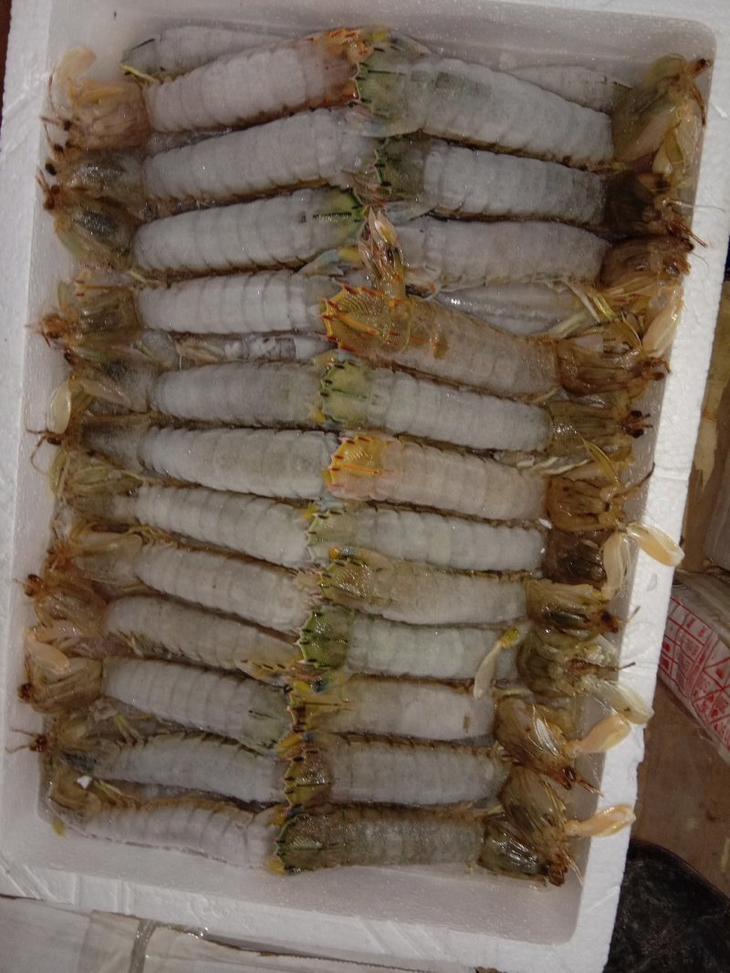 速冻皮皮虾冻皮皮虾冻皮皮虾