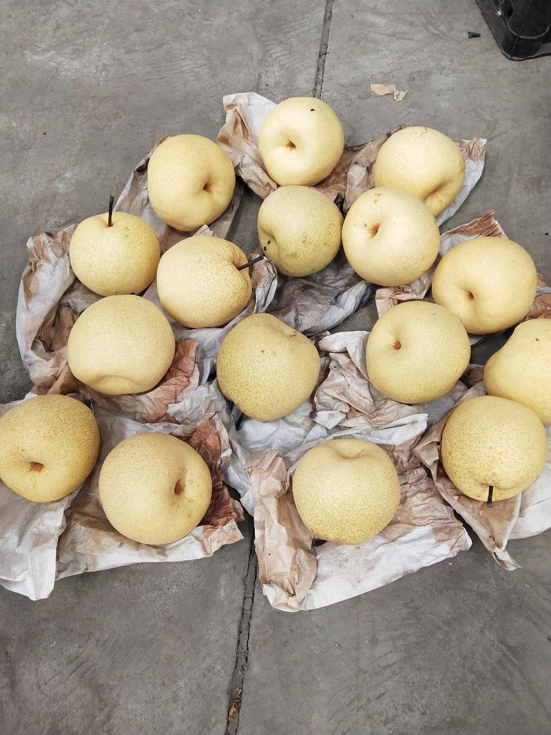 山西精品酥梨，基地产地直供质优价廉保证质量，皮薄多汁