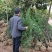 长期大量供应松柏树，塔柏树高度30到4米