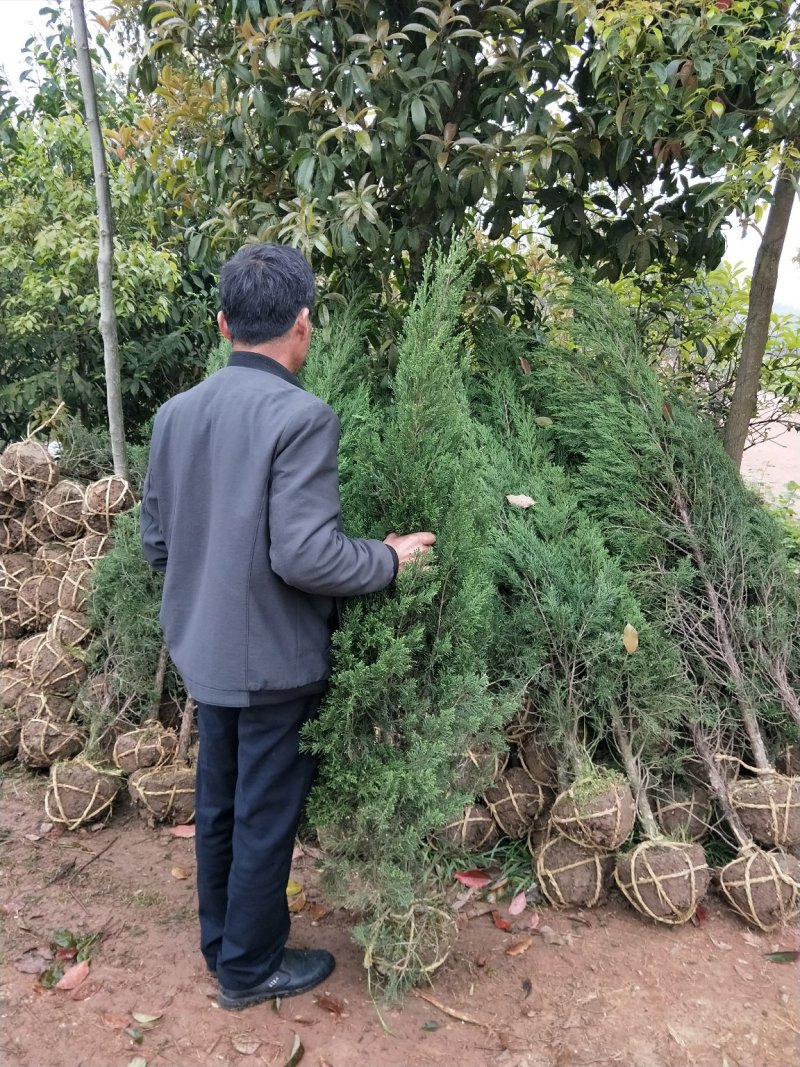 长期大量供应松柏树，塔柏树高度30到4米