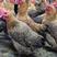 土鸡、走地鸡雪山草鸡、六个月养殖期（广州提供配送）