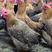 土鸡、走地鸡雪山草鸡、六个月养殖期（广州提供配送）