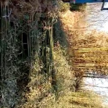 竹子青竹金镶玉竹紫竹罗汉竹黄金竹