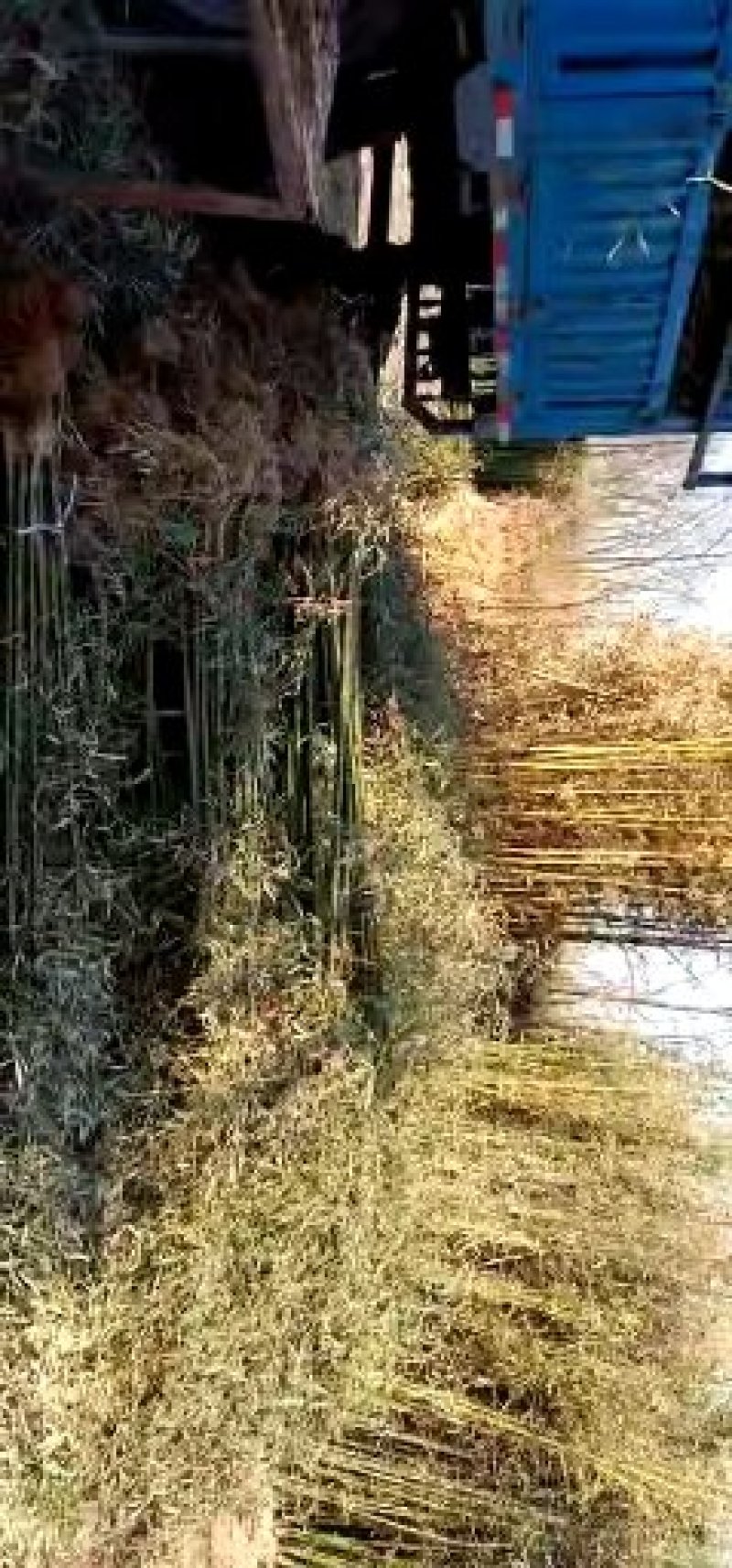 竹子青竹金镶玉竹紫竹罗汉竹黄金竹