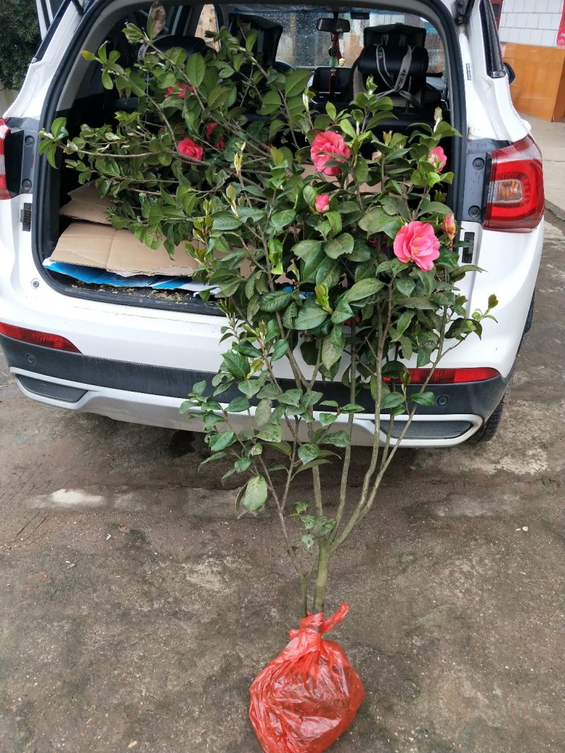 大量供应茶花，大叶七星茶花，冠有20公分到三米