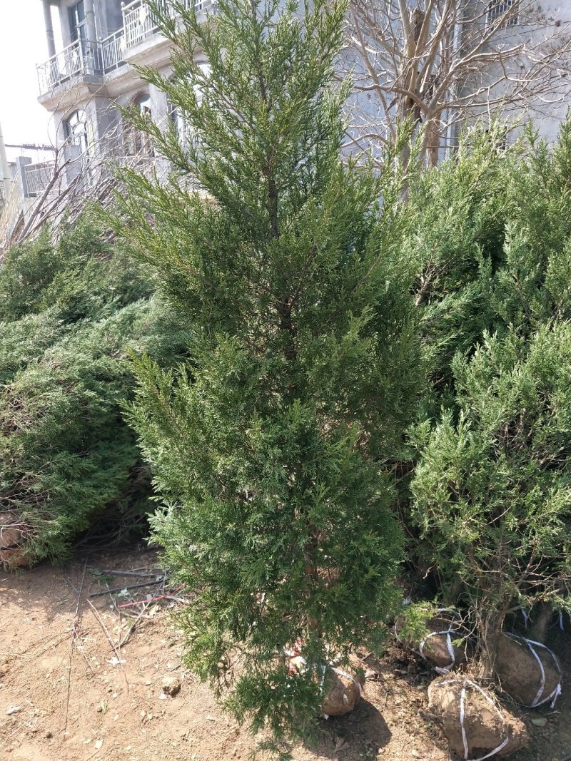 塔柏快柏刺柏桧柏龙柏规格齐全10-400cm