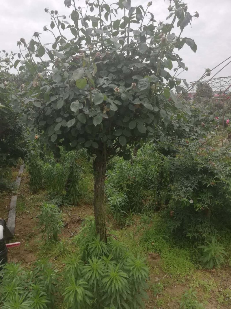 月季树桩月季大花月季花苗玫瑰花苗盆景爬藤月季灌木月季