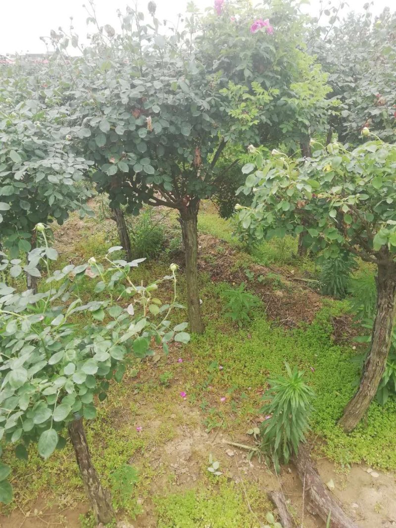 月季树桩月季大花月季花苗玫瑰花苗盆景爬藤月季灌木月季