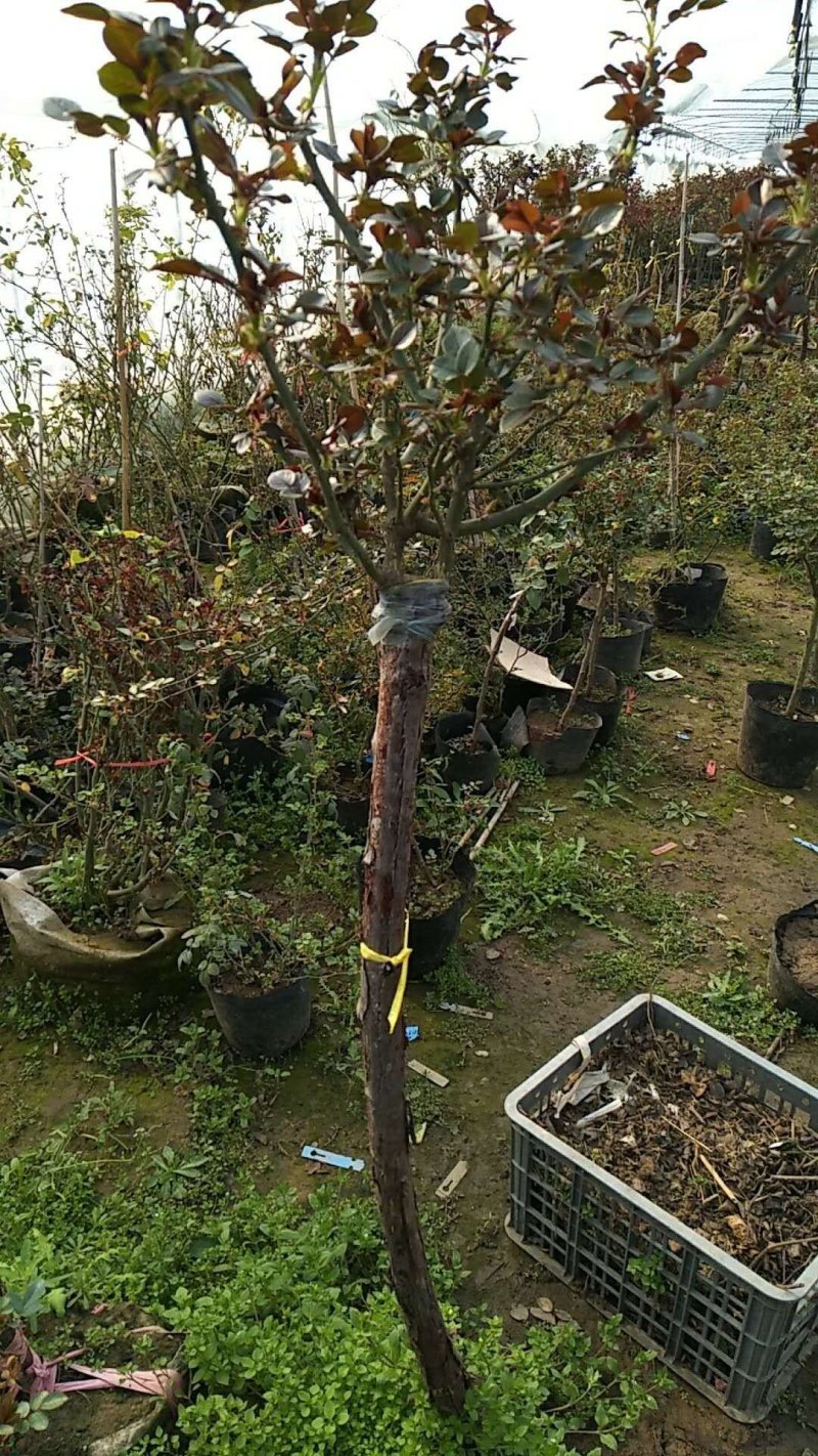 月季树桩月季大花月季花苗玫瑰花苗盆景爬藤月季灌木月季