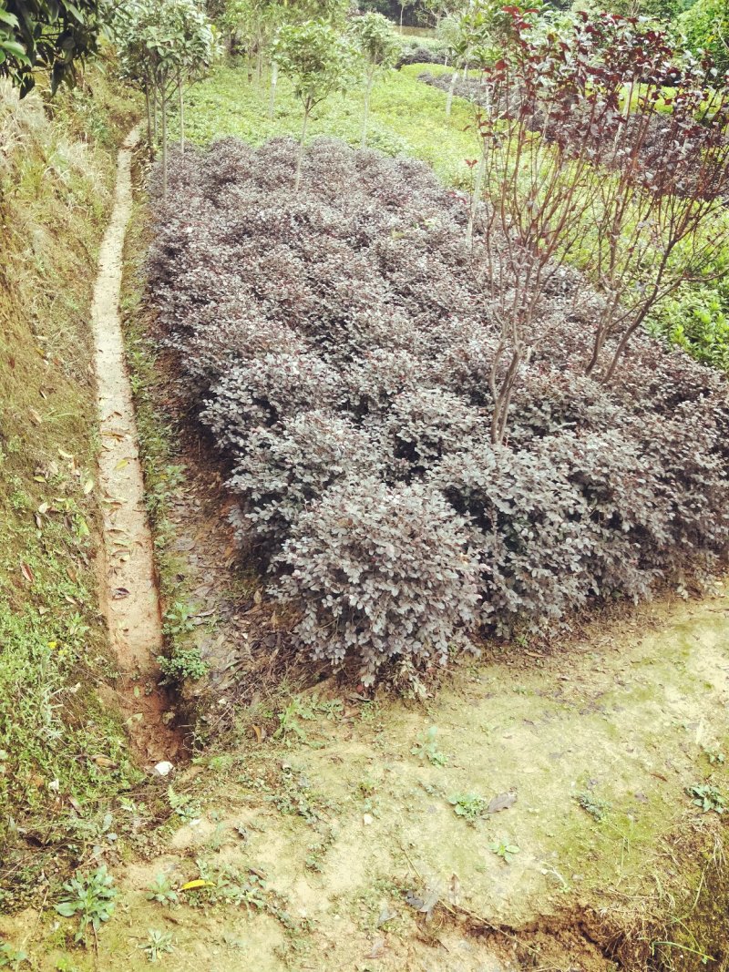 大量供应各种小毛球p4O一2米5，供应各种色块小苗球，