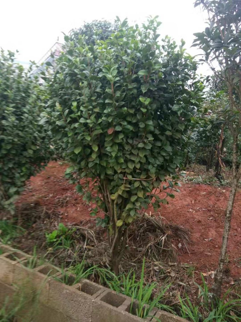 大量供应各种小毛球p4O一2米5，供应各种色块小苗球，