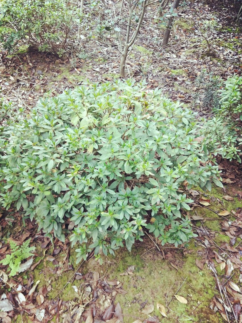 大量供应各种小毛球p4O一2米5，供应各种色块小苗球，