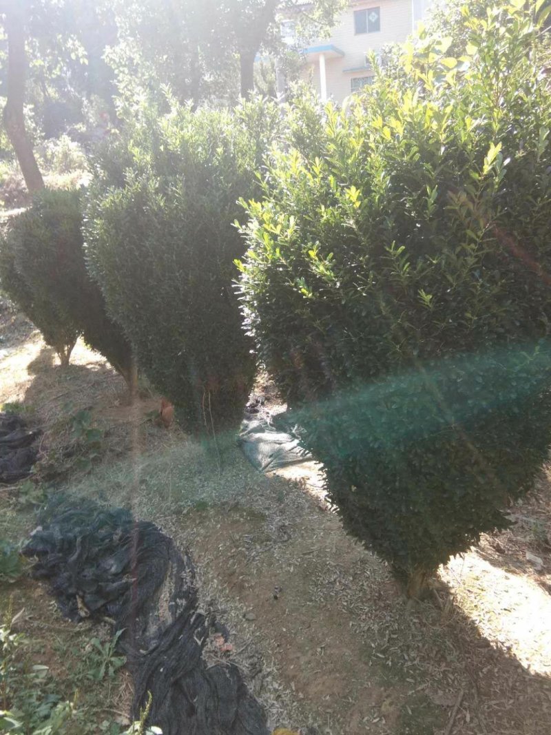大量供应各种小毛球p4O一2米5，供应各种色块小苗球，