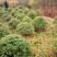 大量供应各种小毛球p4O一2米5，供应各种色块小苗球，
