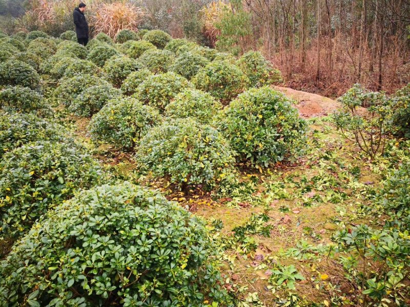 大量供应各种小毛球p4O一2米5，供应各种色块小苗球，