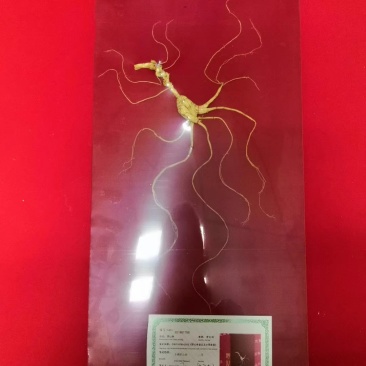 人参