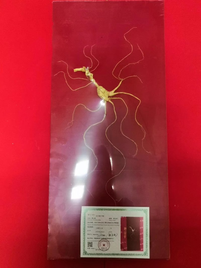人参