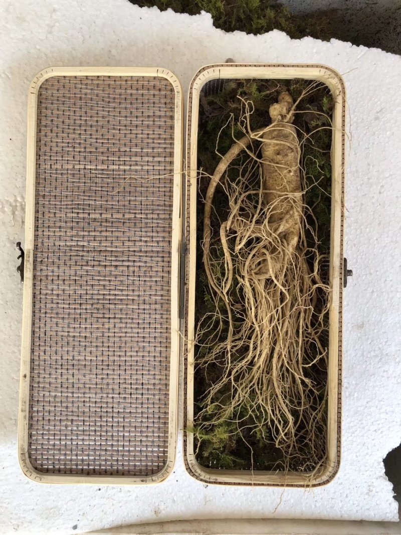 人参