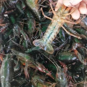 小龙虾