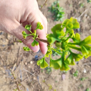 银杏树苗占地拆迁苗银杏小苗银杏苗白果苗庭院植物行道绿化苗