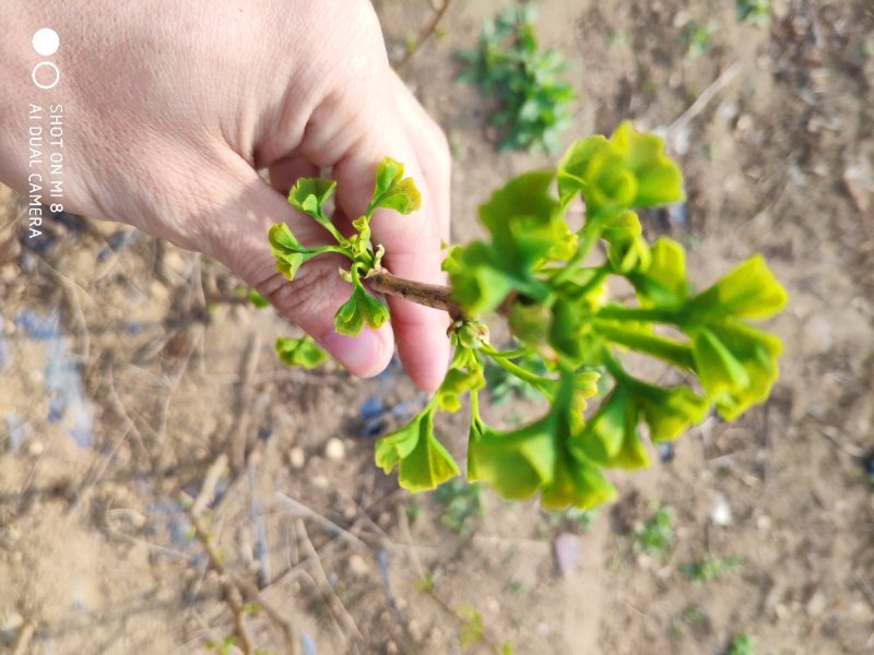 银杏树苗占地拆迁苗银杏小苗银杏苗白果苗庭院植物行道绿化苗